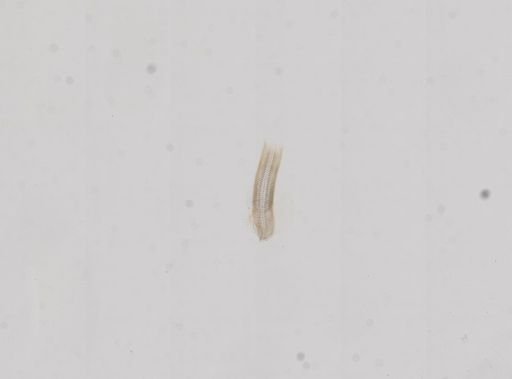 Amnicola cincinnatiensis