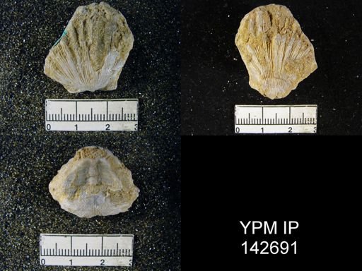 Streptorhynchus (Kiangsiella) pectiniformis