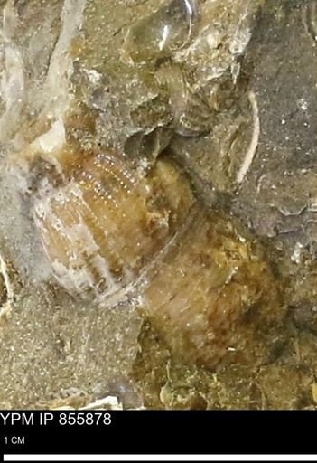 Drepanochilus sp.