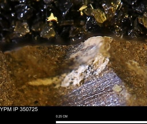 undet. Mollusca
