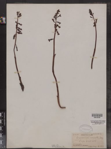 Corallorhiza maculata