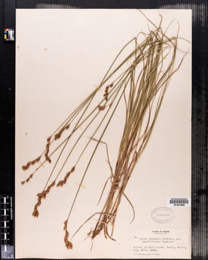 Carex scoparia