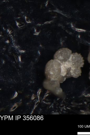 undet. Foraminiferida