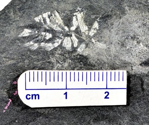 Sphenophyllum sp.