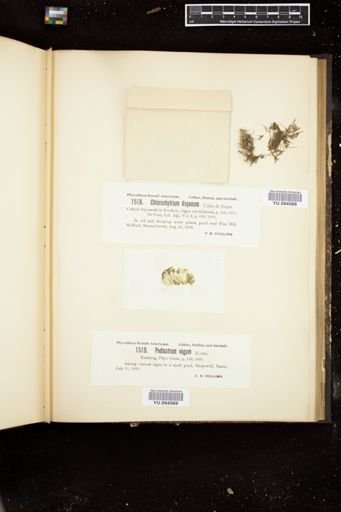Chlorochytrium knyanum