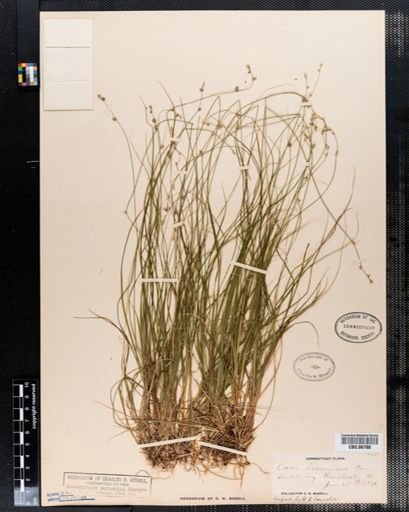Carex brunnescens