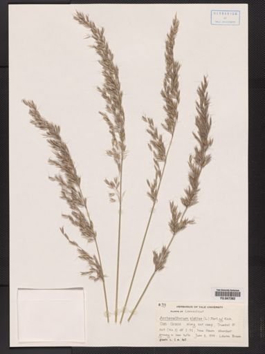 Arrhenatherum elatius