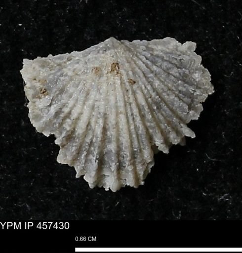 Stropheodonta sp.