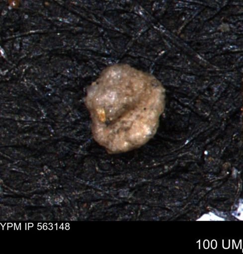 Trochammina gatesensis