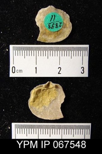 Rhipidomella oblata