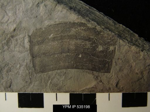 undet. Eurypterida
