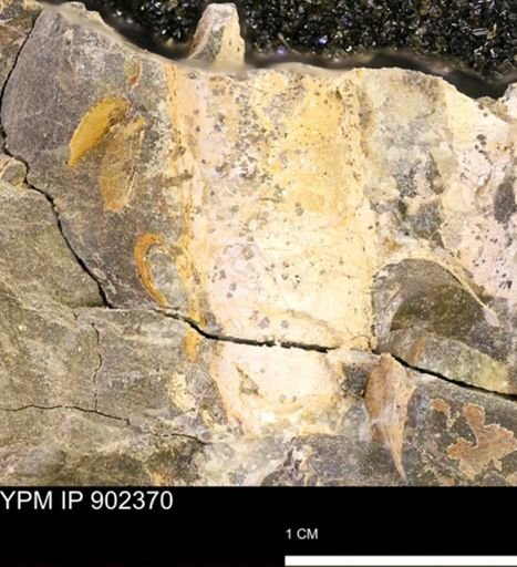 Baculites