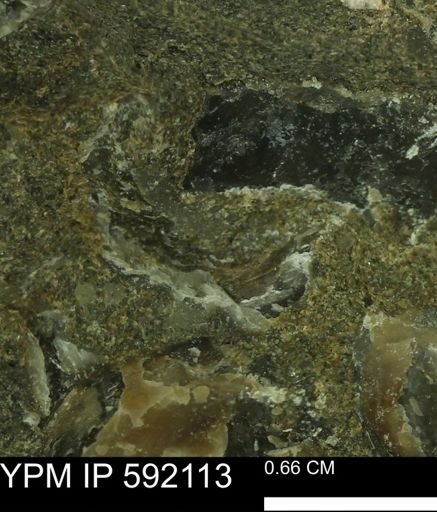 Ostrea sp.