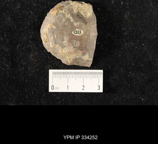Isorophus cincinnatiensis