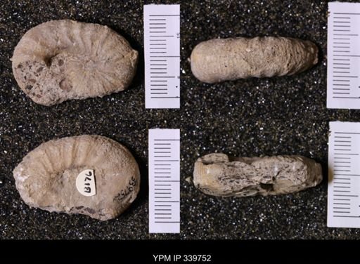 Scaphites whitfieldi
