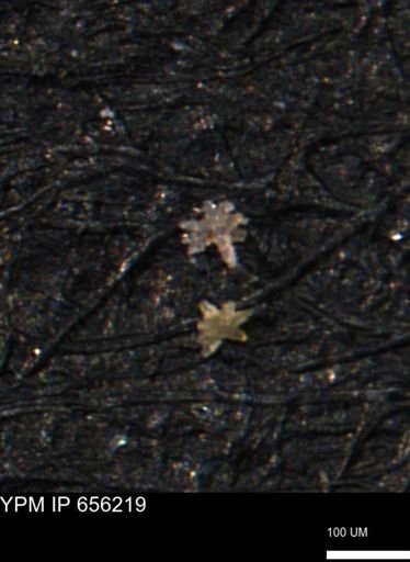 Porifera