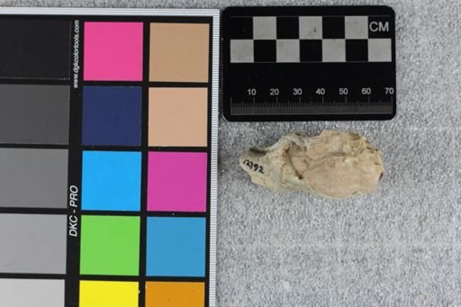 Ischyromys typus