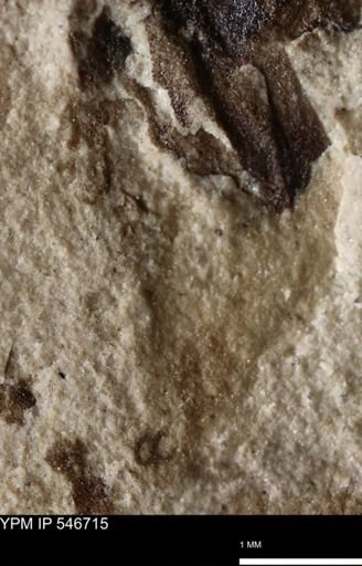 undet. Insecta