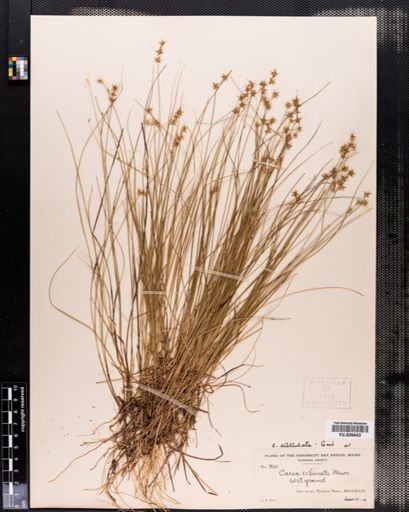 Carex echinata