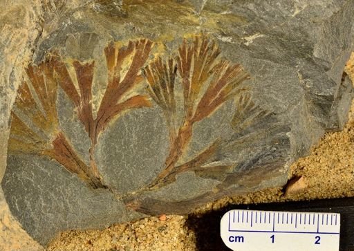 Barinophytales