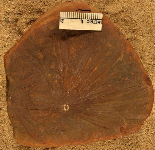 Annularia