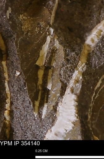 undet. Bivalvia