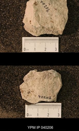 Strephocladidae