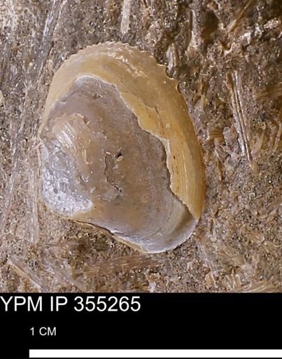 undet. Bivalvia