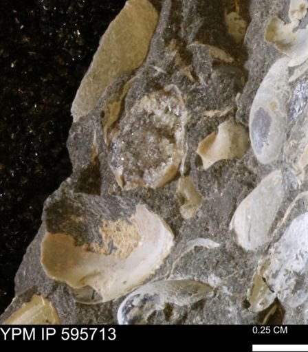 Protocardia sp.