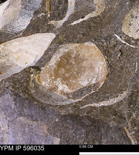 undet. Bivalvia