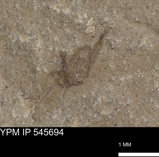 undet. Insecta