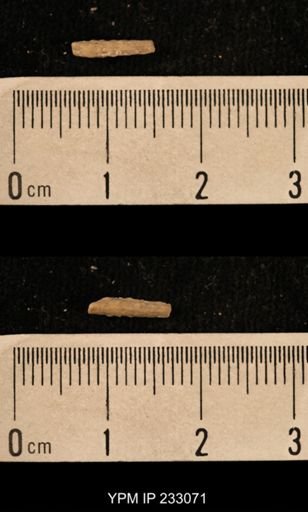 Archaeocidaris sp.