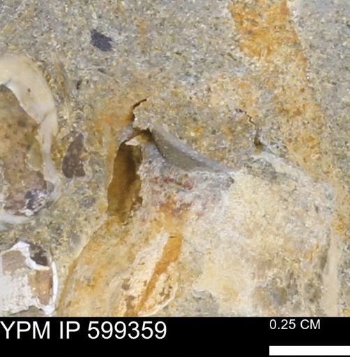 Protocardia subquadrata