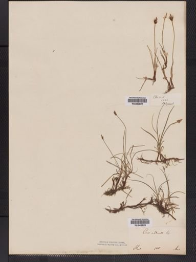 Carex