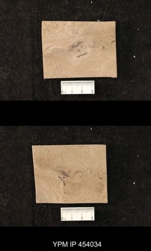 undet. Diptera