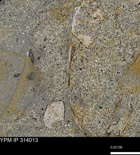 undet. Scaphopoda