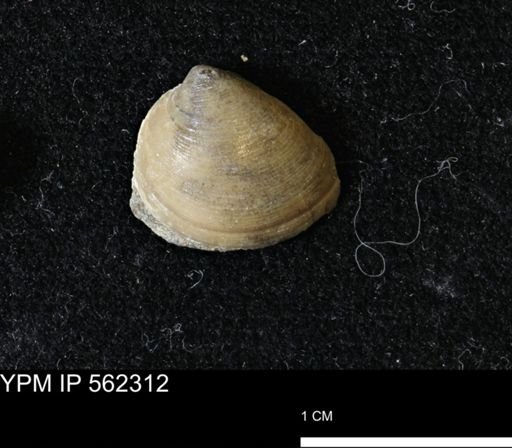 Limopsis striatopunctatus