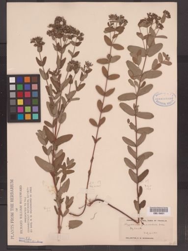 Hypericum punctatum