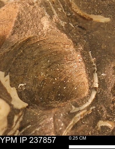 Limopsis striatopunctatus