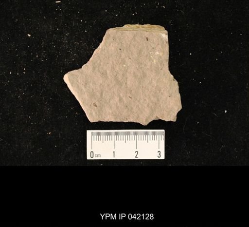 undet. Hymenoptera