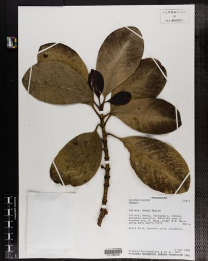 Plantae