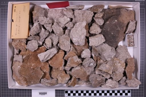 mixed taxa, stratigraphic collection