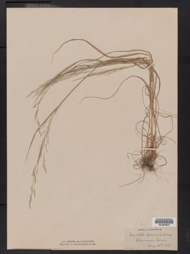 Agrostis scabra