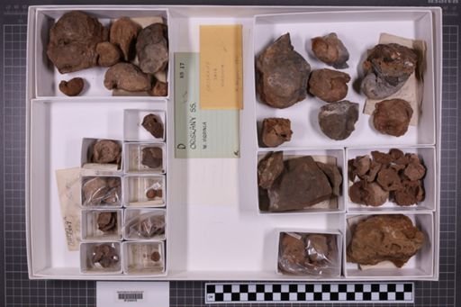 mixed taxa, stratigraphic collection