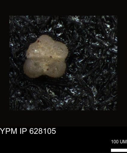 undet. Foraminiferida