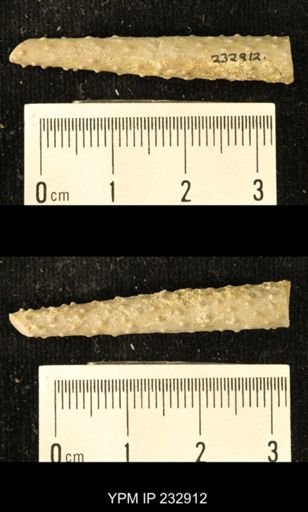 Archaeocidaris sp.