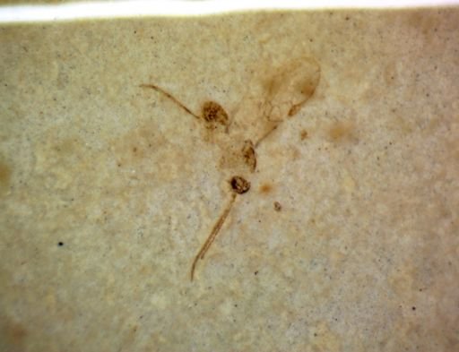 undet. Ichneumonidae
