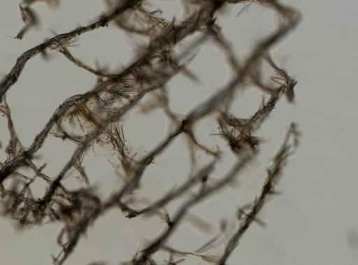 Isodictya quatsinoensis