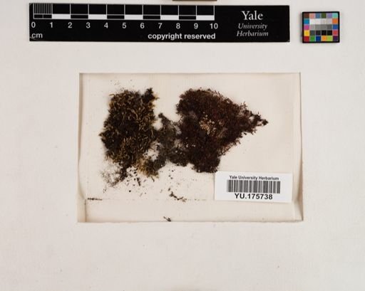 Plantae