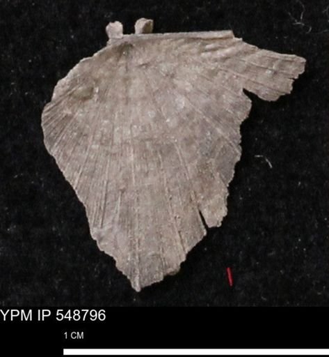 Stropheodonta perplana